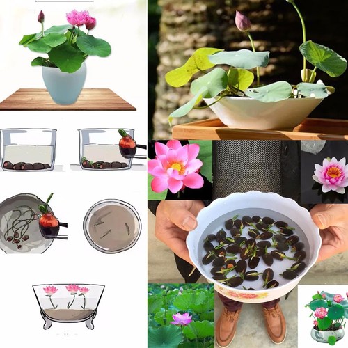 90x samen lotus mix - samen,