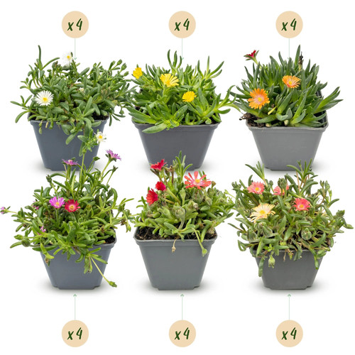 24x delosperma mix - mix,
