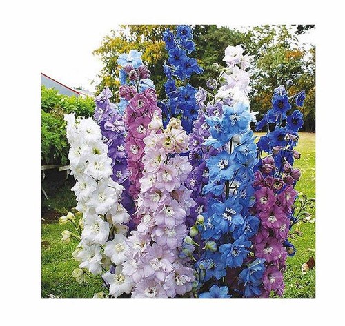 25x riesen delphinium - 25x,