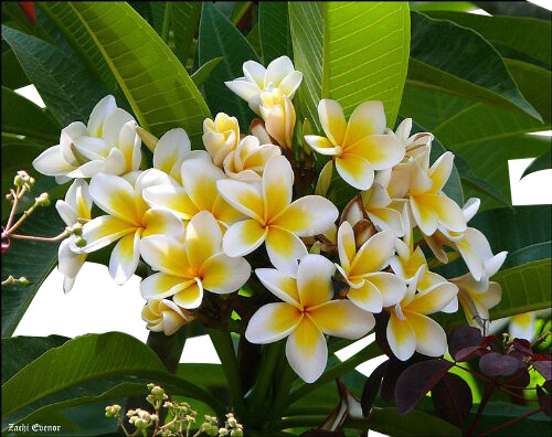 Plumeria mix samen - 5x, –