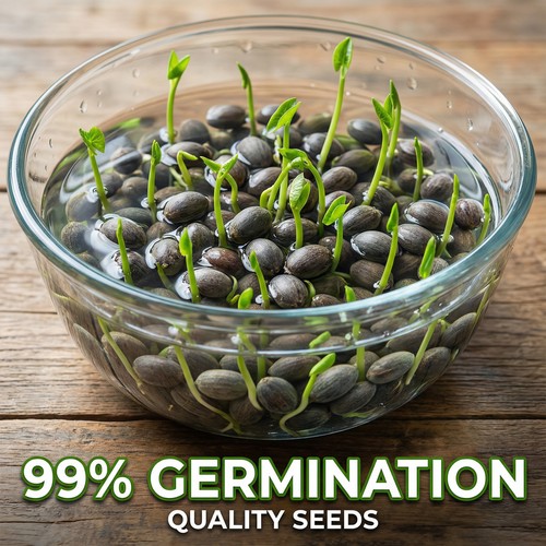 120x lotus mix samen - mix,