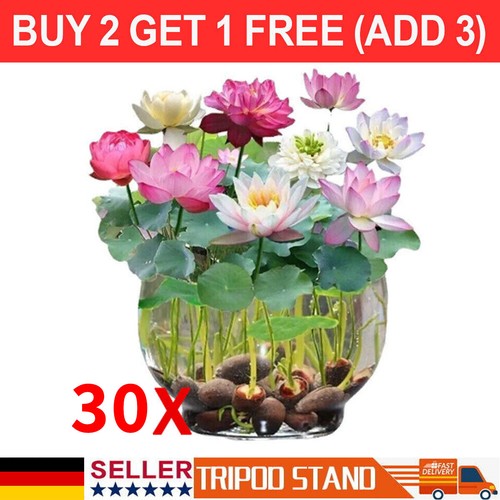 30x samen lotus - 30x, mix